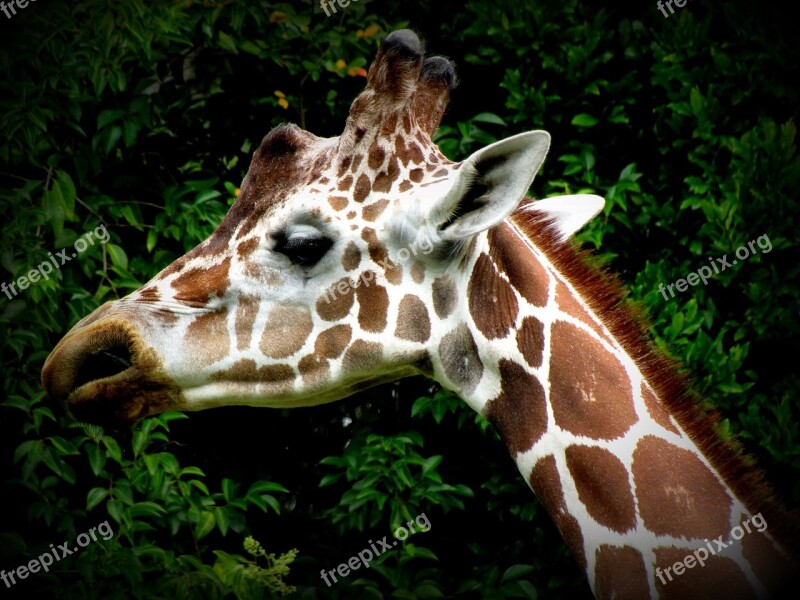 Giraffe Head Animal Ears Pattern