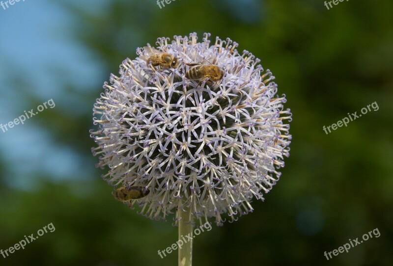 Thistle Flowers Bees Round Three