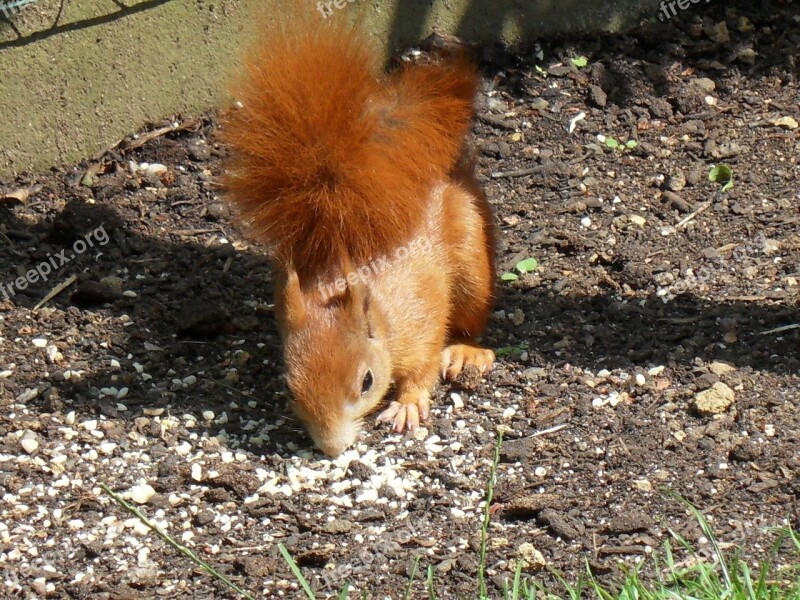 Squirrel Animals Garden Free Photos