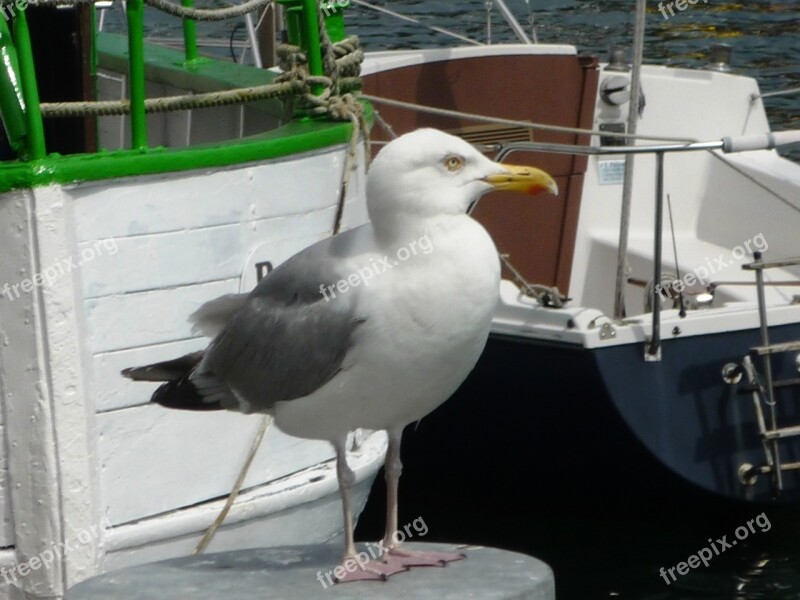 Seagulls Sea Coast Free Photos