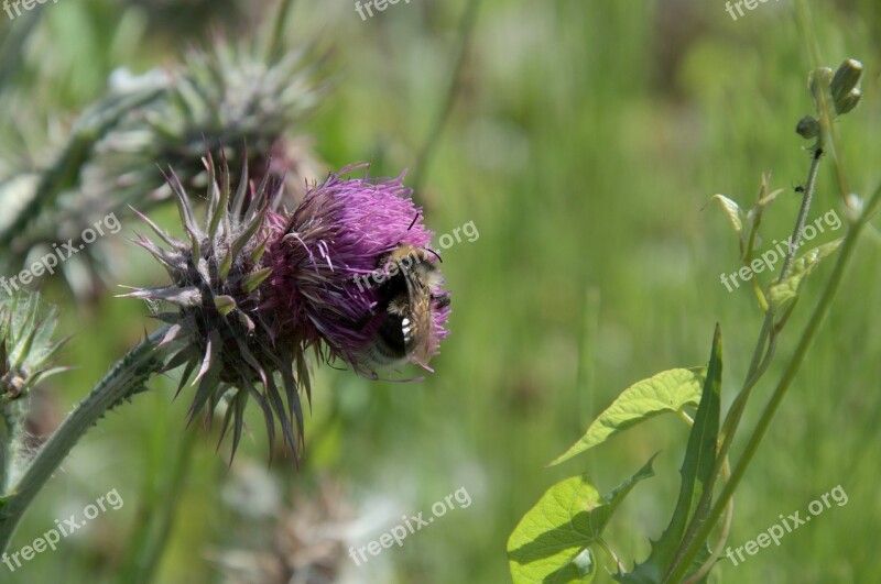 Summer Meadow Grass Insect Hummel