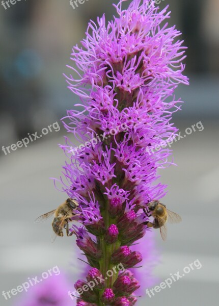 Purple Flowers Insect Bees Pollen