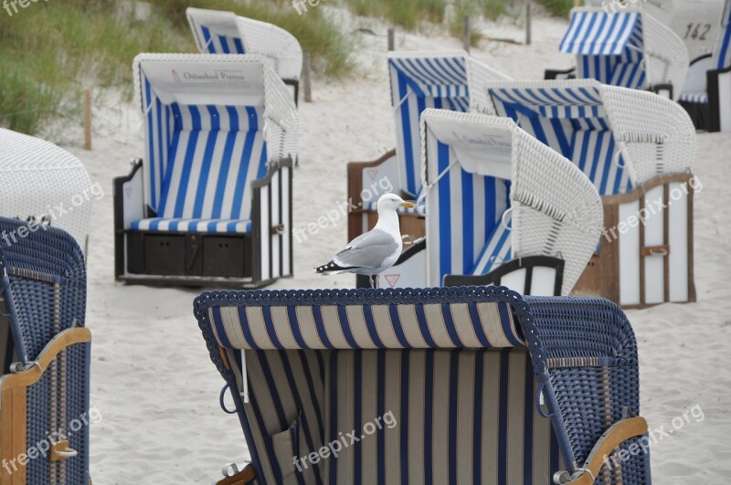 Baltic Sea Seagulls Gulls Coast Lake