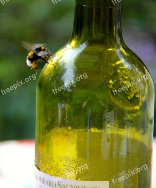 Bee Bottle Honey Bee Insect Free Photos