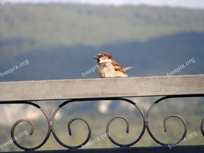 Sparrow Bird Free Photos