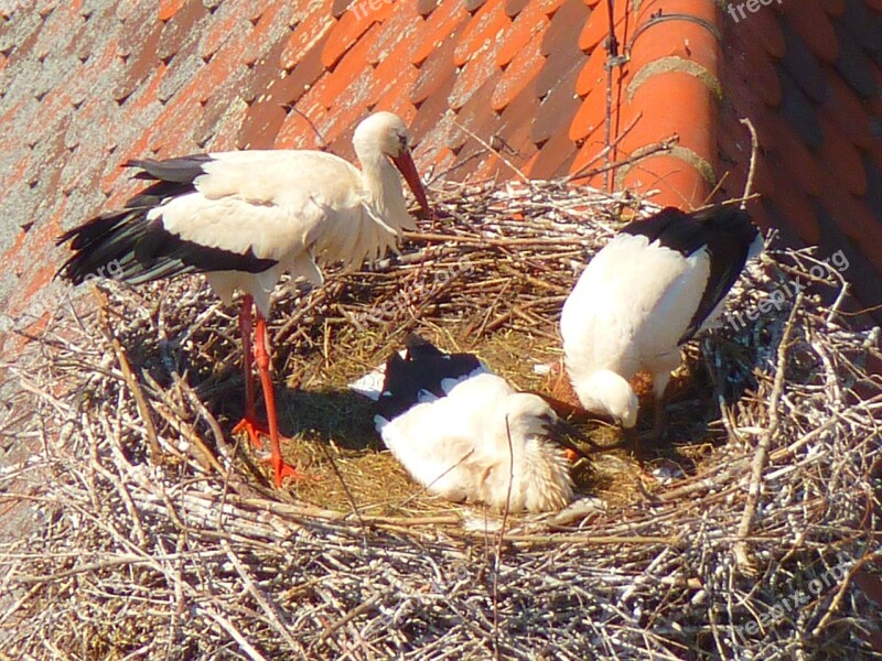 Stork Storks Birds Animals Free Photos