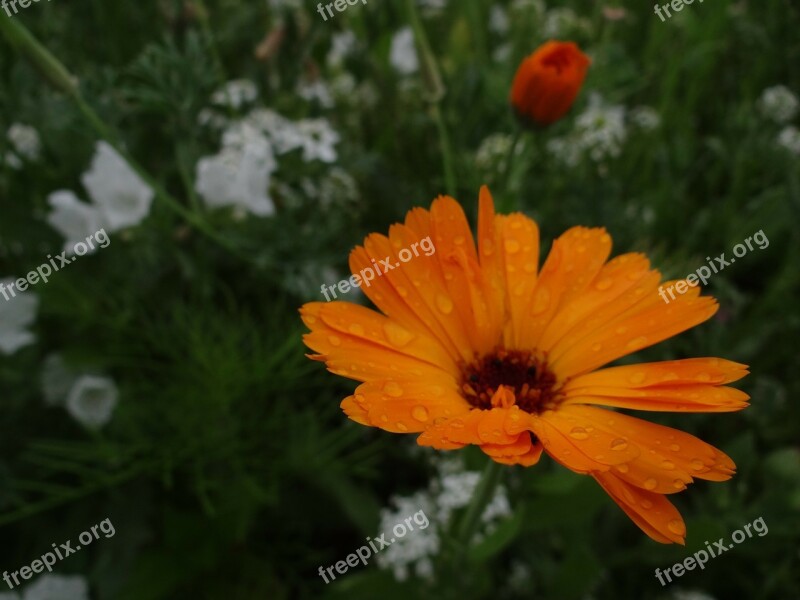 Flower Meadow Spring Meadow Flowers Wild Flowers Smock