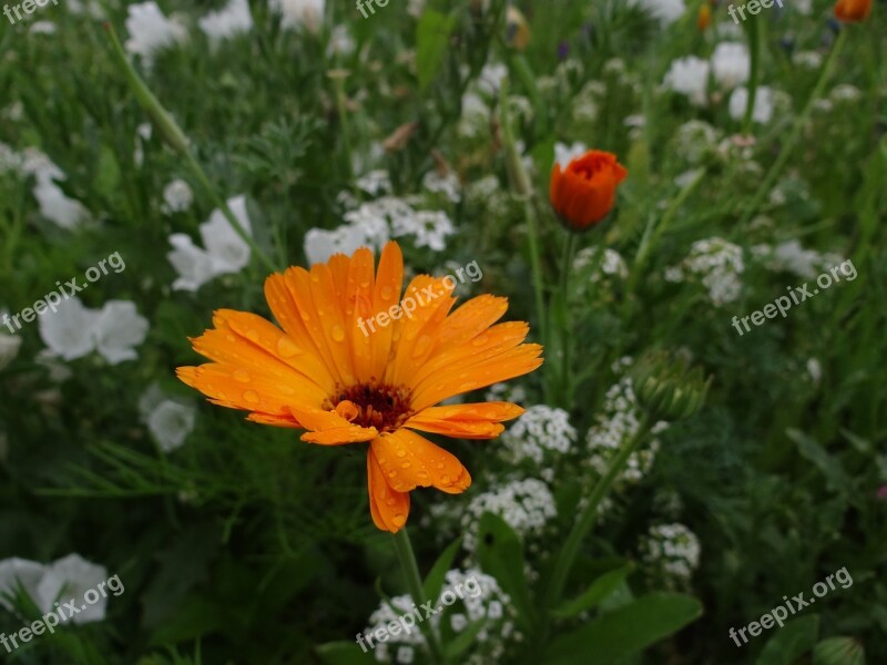 Flower Meadow Spring Meadow Flowers Wild Flowers Smock