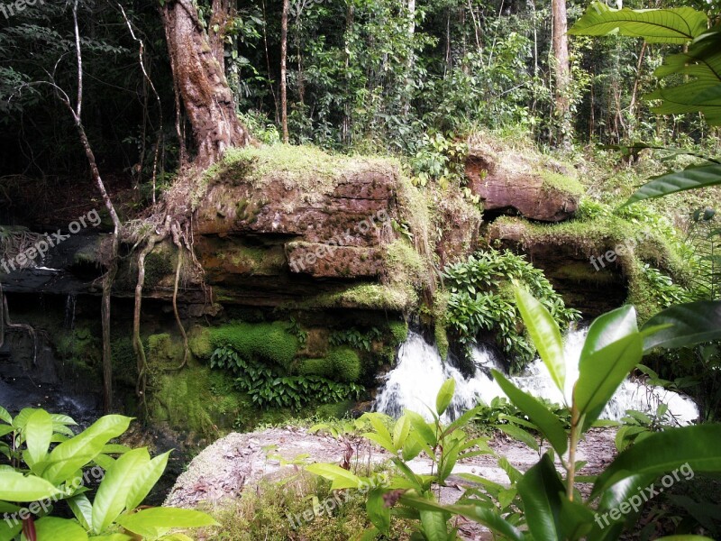 Jungle Brazil Plants Nature Water