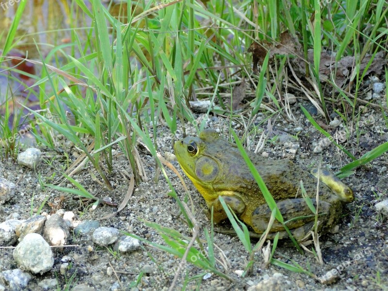 Frog Bullfrog Wildlife Grass Dirt