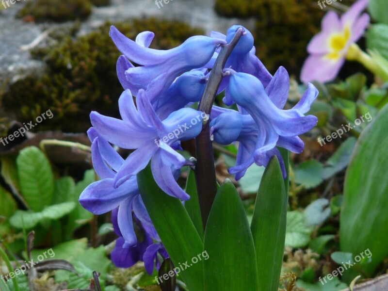 Garden Hyacinth Hyacinthus Orientalis Hyacinth Hyacinthus Asparagus Plant