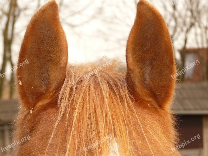 Horse Ears Ears Horse Animal Fur