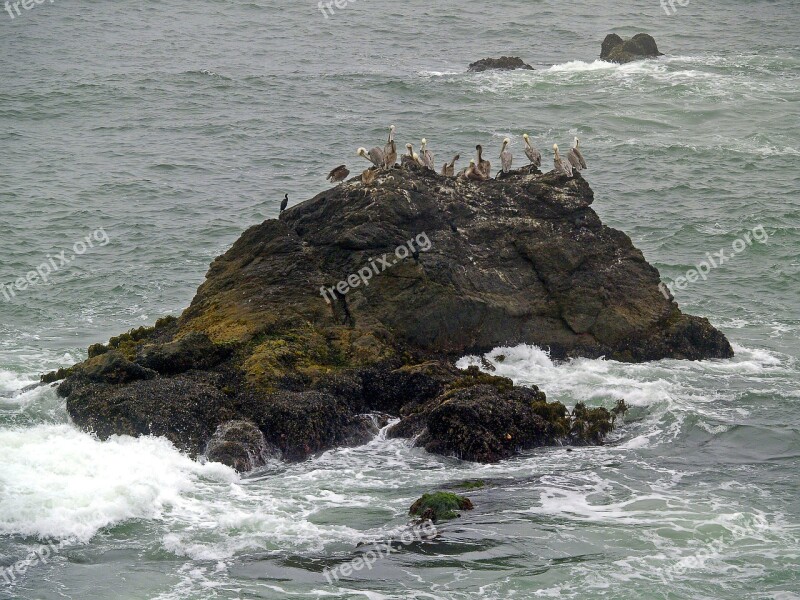 Pelicans Rock Water Pacific Ocean