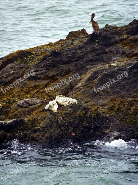 White Seals Animals Sea Pacific