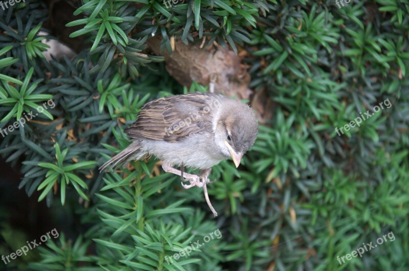 Animals Bird Sparrow Height Balance