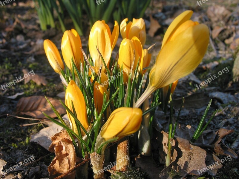 Crocus Yellow Flower Nature Spring