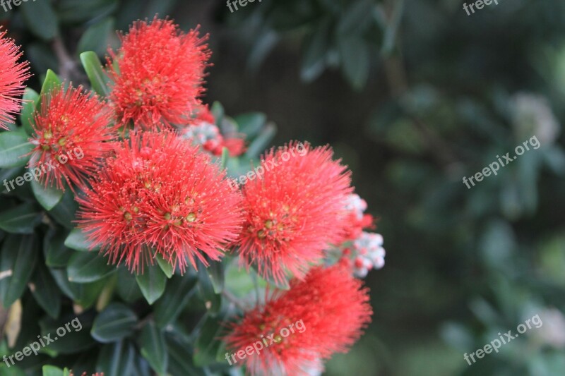 Pohutakawa Metrosideros Excelsa New Zealand Christmas Tree Nature