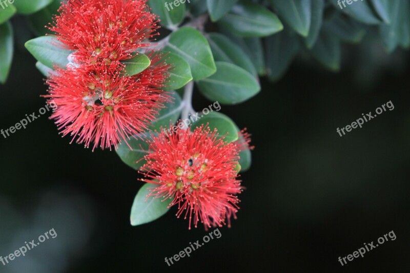 Pohutakawa Metrosideros Excelsa New Zealand Christmas Tree Nature