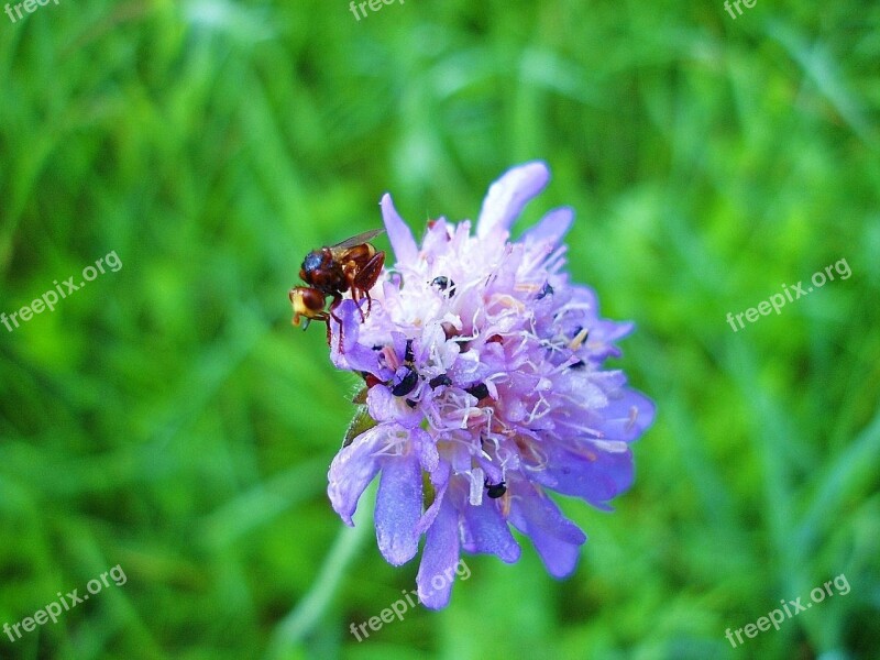 Meadow Insect Close Up Nature Bloom Free Photos