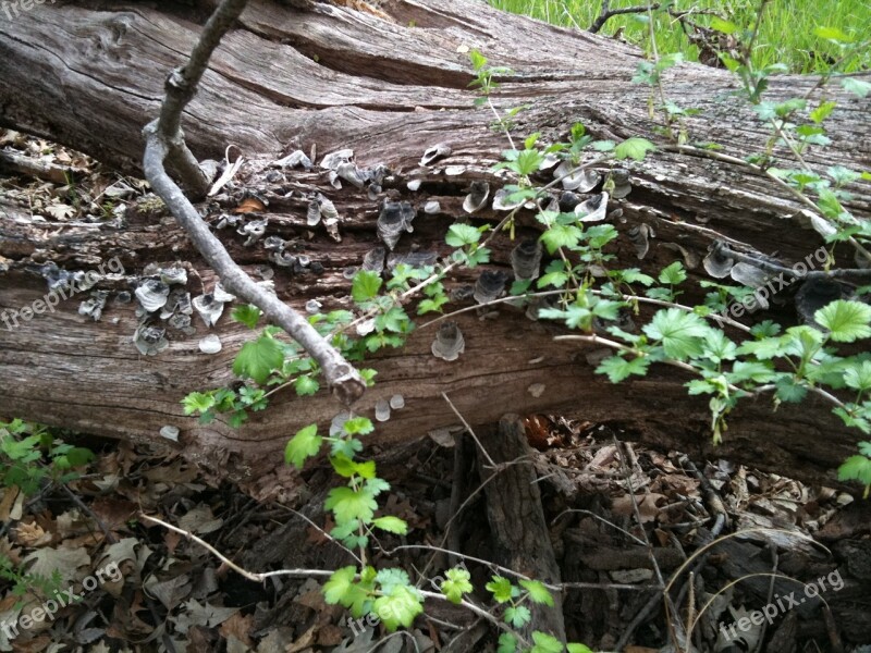 Trunk Old Tree Landscape Nature