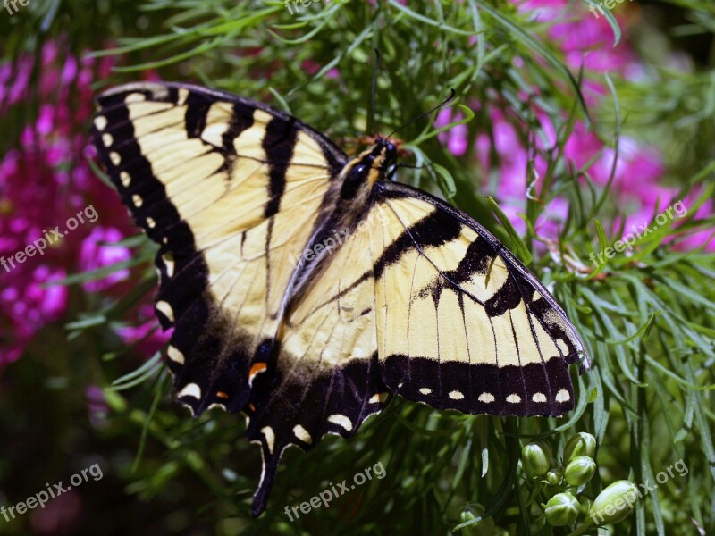 Butterfly Yellow Insect Nature Animal