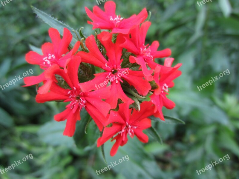 Burning Love Flower Red Free Photos