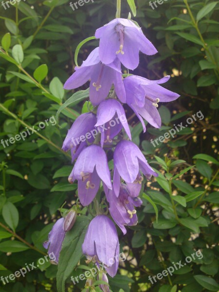 Flower Wild Flower Purple Bellflower Free Photos