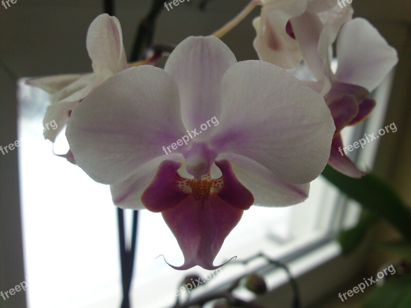 Orchid Plant Flowers Free Photos