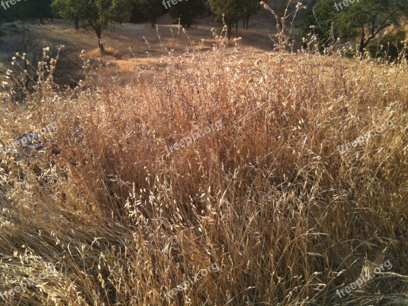 Scrub Undergrowth Coppice Gramineous Grass