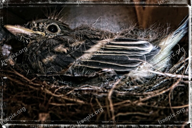 Bird Nesting Sparrow Nature Nest