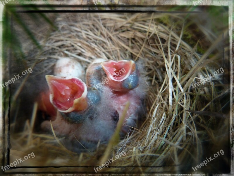 Bird Nest Chicks Young Animals