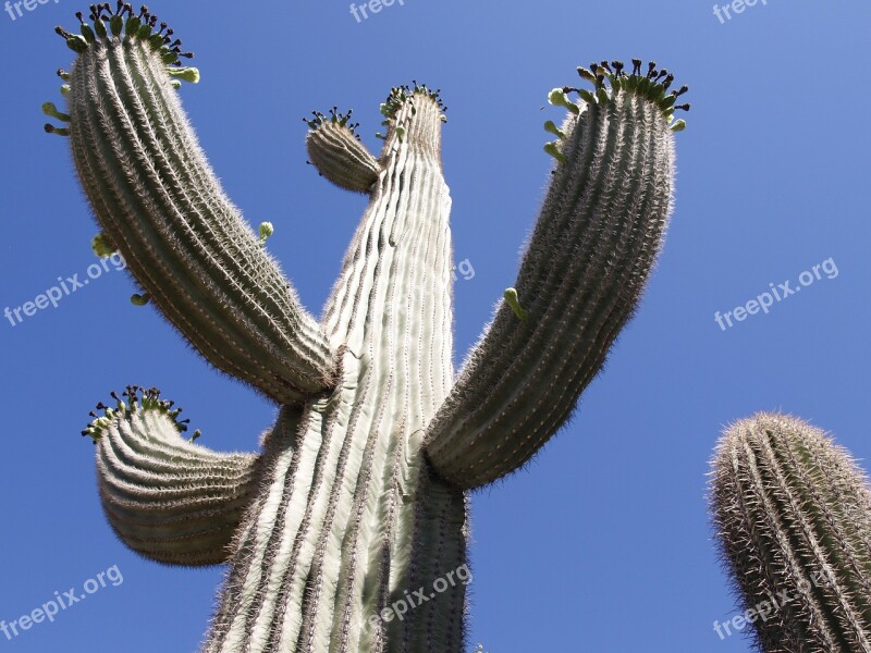 Cactus Desert Arizona Usa Nature