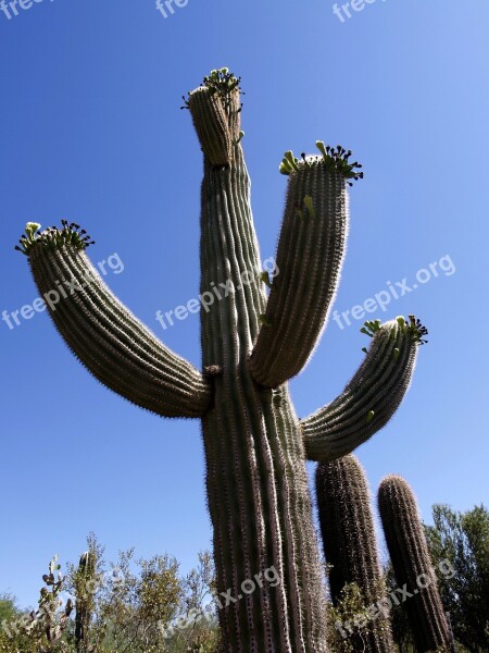 Cactus Giant Desert Blue Sky