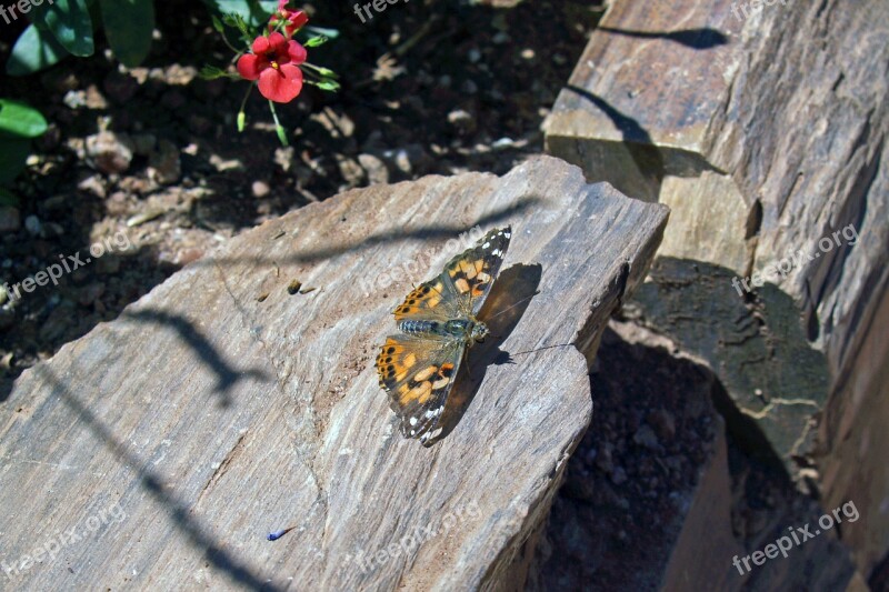 Butterfly Rock Nature Animal Landscape