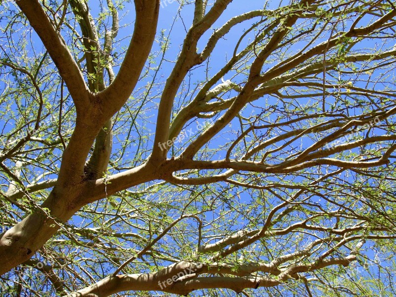 Tree Green Phoenix Arizona Desert