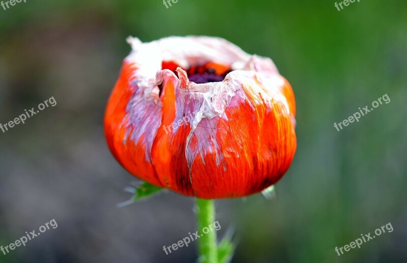 Tulip Tulips Nature Flower Holland