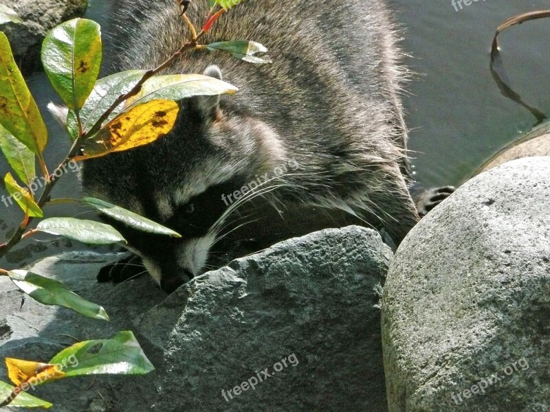 Raccoon Animal Wildlife Water Stanley Park