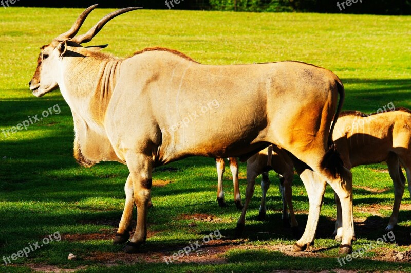 Common Eland Antelope Animals Nature Free Photos