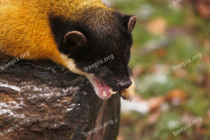 Yellow Throated Marten Marten Animals Nature Free Photos