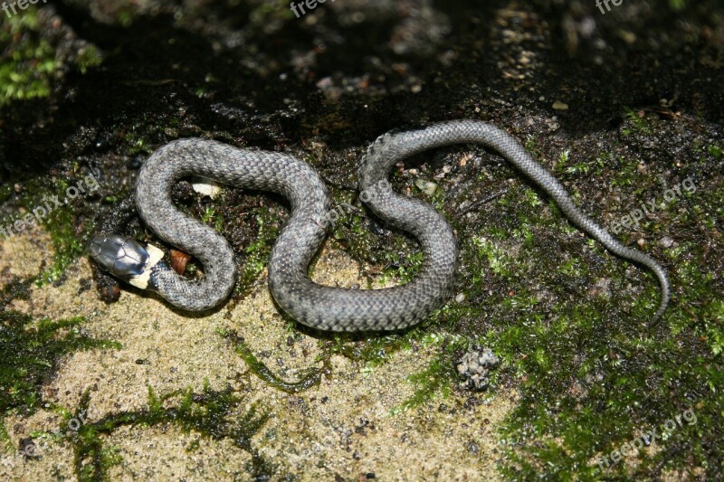 Grass Snake Müritz Snake Free Photos