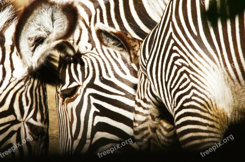 Zebras Animals Nature Free Photos