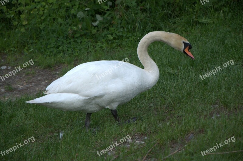 Swan Lake Animal Bird White