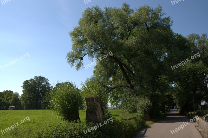 Bregenz Lake Constance Green Tree Meadow