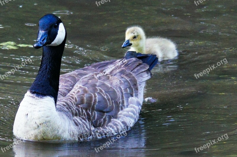 Canada Goose Goose Chicks Animals Nature