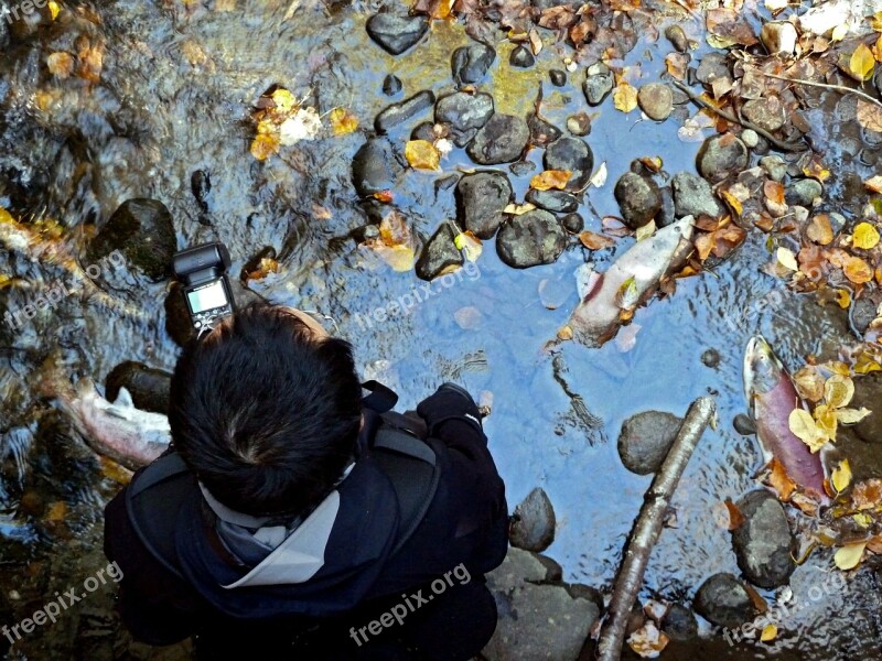 Photographer Person Dead Salmon Water