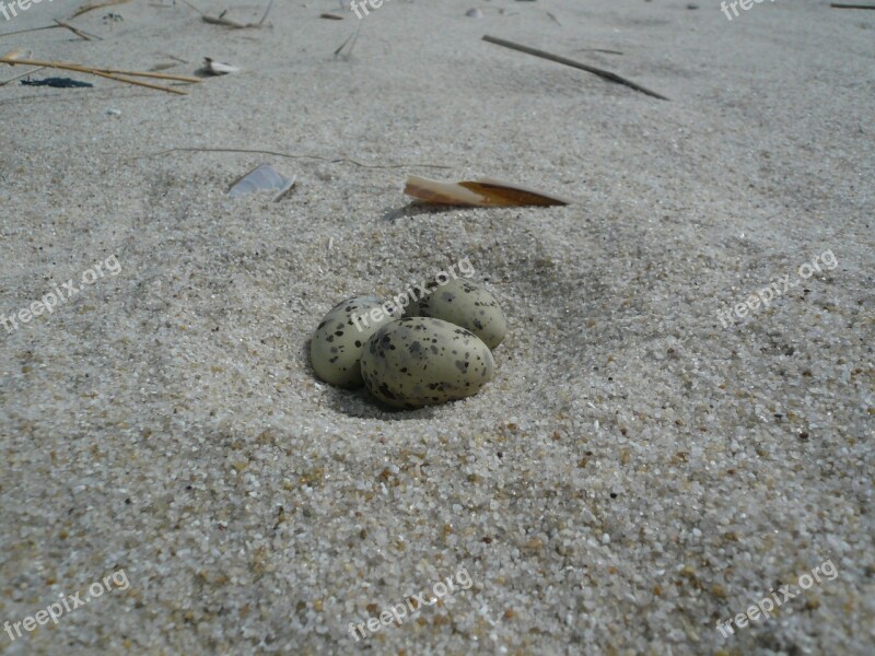 Egg Beach Tern North Sea Free Photos