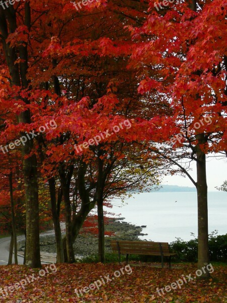 Maple Trees Stanley Park Vancouver British Columbia