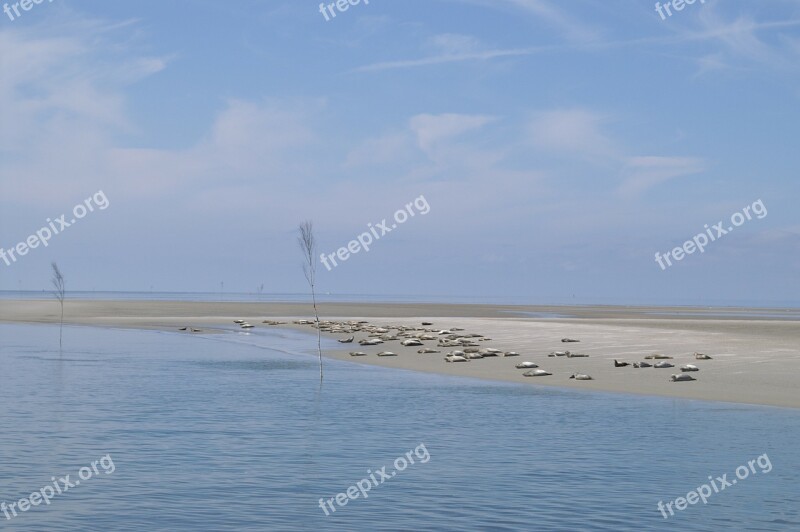 Seals Sandbar North Sea Nordfriesland Wadden Sea