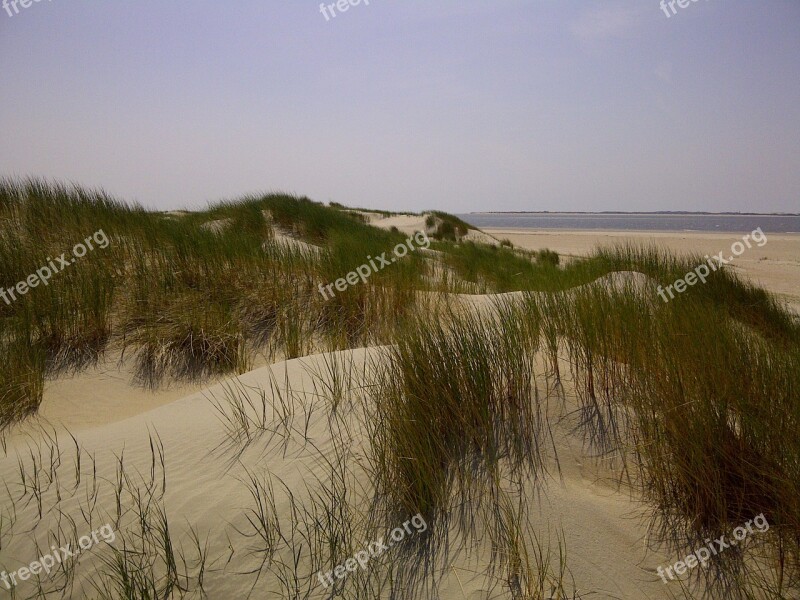 Dunes North Sea Denmark Beach Sea