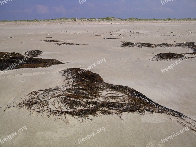 North Sea Tang Beach Free Photos